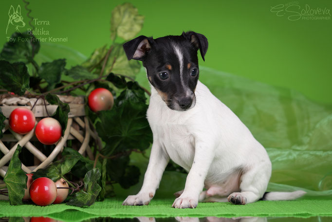#тойфокстерьер #амертой #террабалтика #toyfoxterrier #terrabaltika #puppies #kennel
