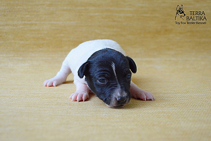 #тойфокстерьер #амертой #террабалтика #toyfoxterrier #terrabaltika #puppies #kennel
