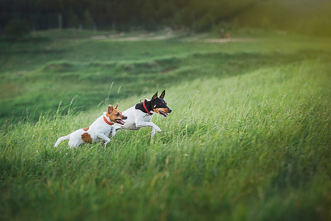 #тойфокстерьер #амертой #террабалтика #toyfoxterrier #terrabaltika #puppies #kennel