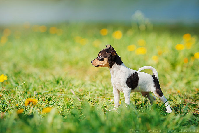 #тойфокстерьер #амертой #террабалтика #toyfoxterrier #terrabaltika #puppies #kennel