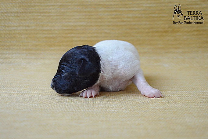 #тойфокстерьер #амертой #террабалтика #toyfoxterrier #terrabaltika #puppies #kennel