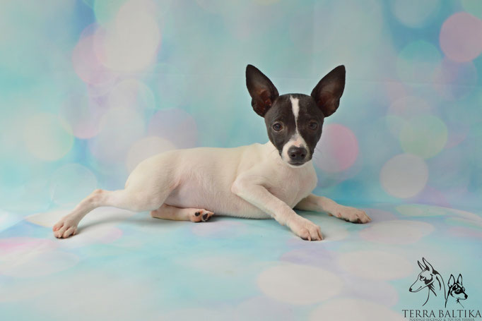 #тойфокстерьер #амертой #террабалтика #toyfoxterrier #terrabaltika #puppies #kennel