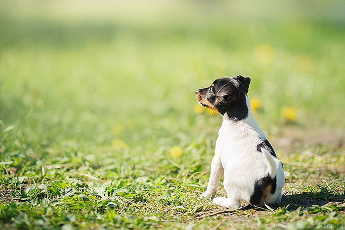 #тойфокстерьер #амертой #террабалтика #toyfoxterrier #terrabaltika #puppies #kennel