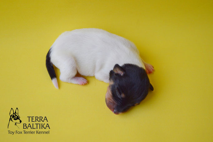 #тойфокстерьер #амертой #террабалтика #toyfoxterrier #terrabaltika #puppies #kennel #маленькаясобака #минипорода #маленькаяпородасобак #собачканамаленькихножках #американскийтойфокстерьер #тойфокс #americantoyfoxterrier