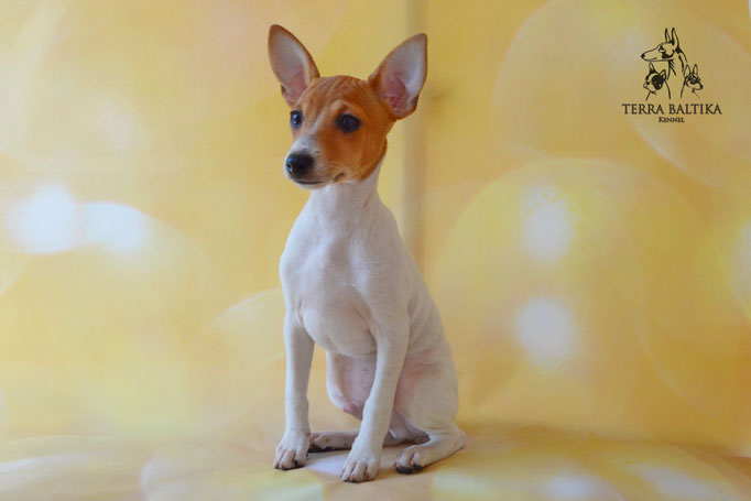 Той-фокстерьер, той-фокс, амертой, американский той-фокстерьер, Toy Fox Terrier
