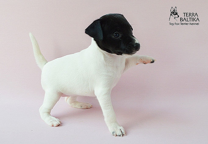 #тойфокстерьер #амертой #террабалтика #toyfoxterrier #terrabaltika #puppies #kennel