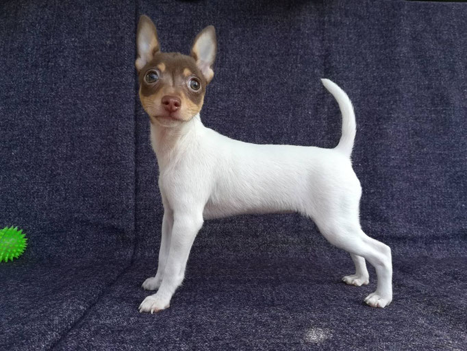 #тойфокстерьер #амертой #террабалтика #toyfoxterrier #terrabaltika #puppies #kennel