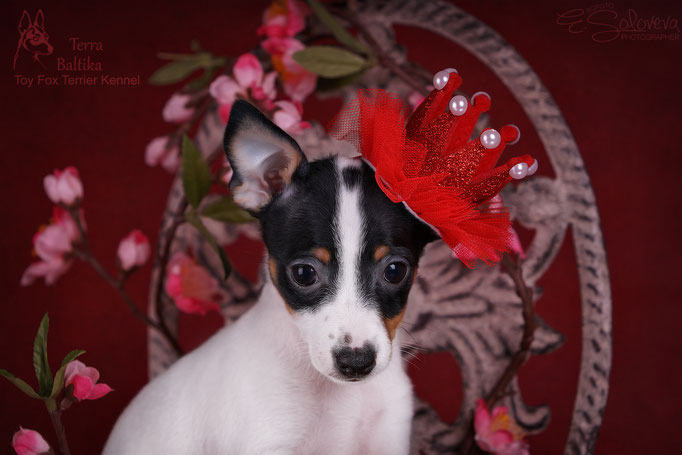 #тойфокстерьер #амертой #террабалтика #toyfoxterrier #terrabaltika #puppies #kennel