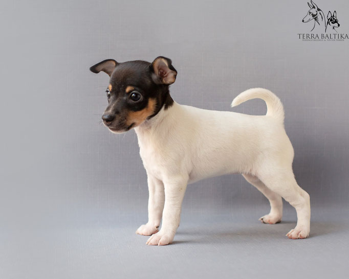 #тойфокстерьер #амертой #террабалтика #toyfoxterrier #terrabaltika #puppies #kennel