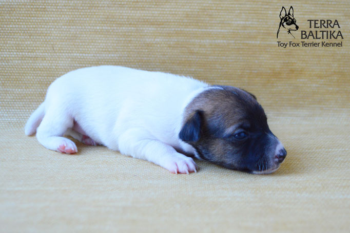 #тойфокстерьер #амертой #террабалтика #toyfoxterrier #terrabaltika #puppies #kennel