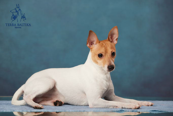 той-фокстерьер, той-фокс, амертой, американский той-фокстерьер, toy fox terrier, terra baltika, терра балтика