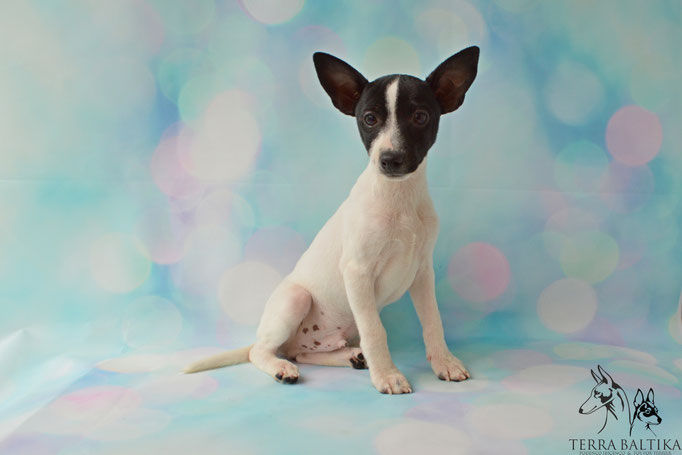 #тойфокстерьер #амертой #террабалтика #toyfoxterrier #terrabaltika #puppies #kennel