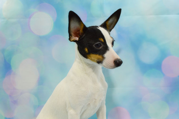 #тойфокстерьер #амертой #террабалтика #toyfoxterrier #terrabaltika #puppies #kennel