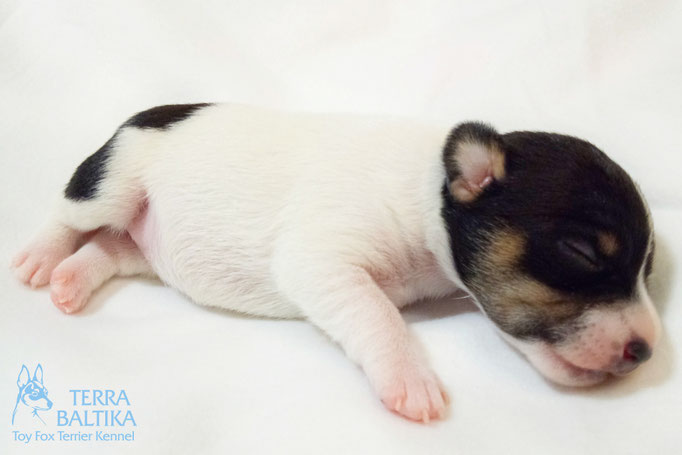 #тойфокстерьер #амертой #террабалтика #toyfoxterrier #terrabaltika #puppies #kennel