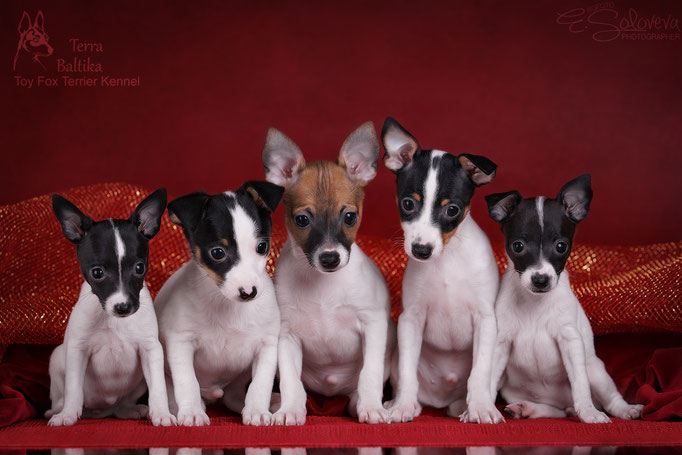 #тойфокстерьер #амертой #террабалтика #toyfoxterrier #terrabaltika #puppies #kennel