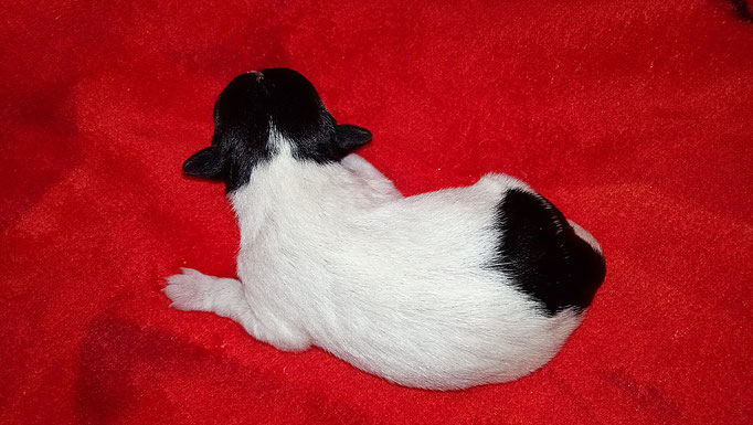#тойфокстерьер #амертой #террабалтика #toyfoxterrier #terrabaltika #puppies #kennel
