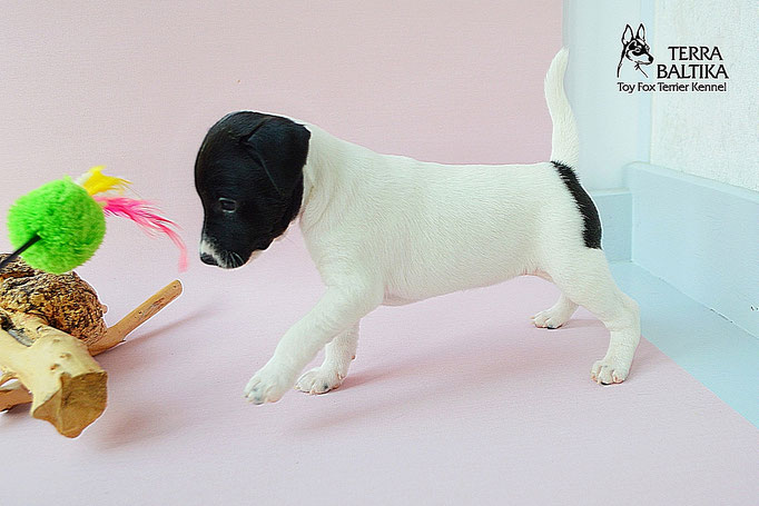 #тойфокстерьер #амертой #террабалтика #toyfoxterrier #terrabaltika #puppies #kennel