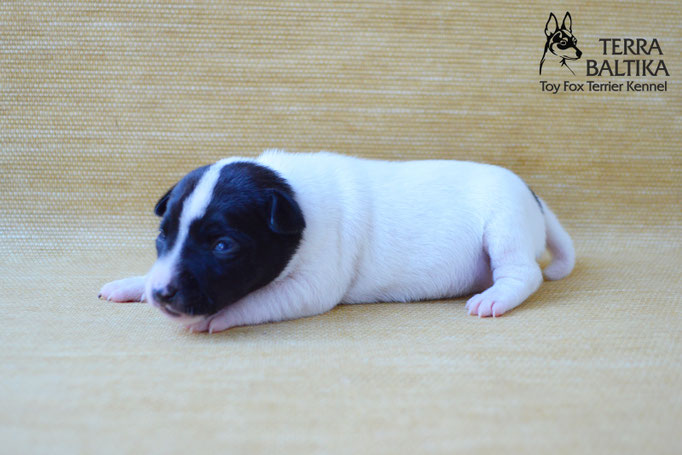 #тойфокстерьер #амертой #террабалтика #toyfoxterrier #terrabaltika #puppies #kennel
