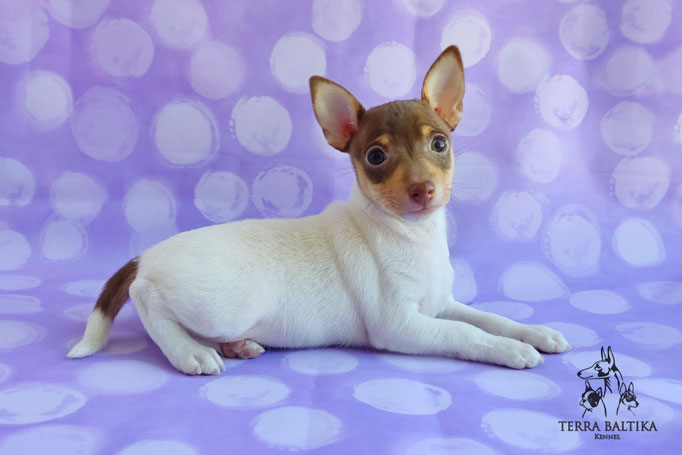 Той-фокстерьер, амертой, той-фокс, тфт, американский той-фокстерьер, Toy Fox Terrier, Terra Baltika, Терра Балтика, щенки той-фокстерьера, питомник той-фокстерьер
