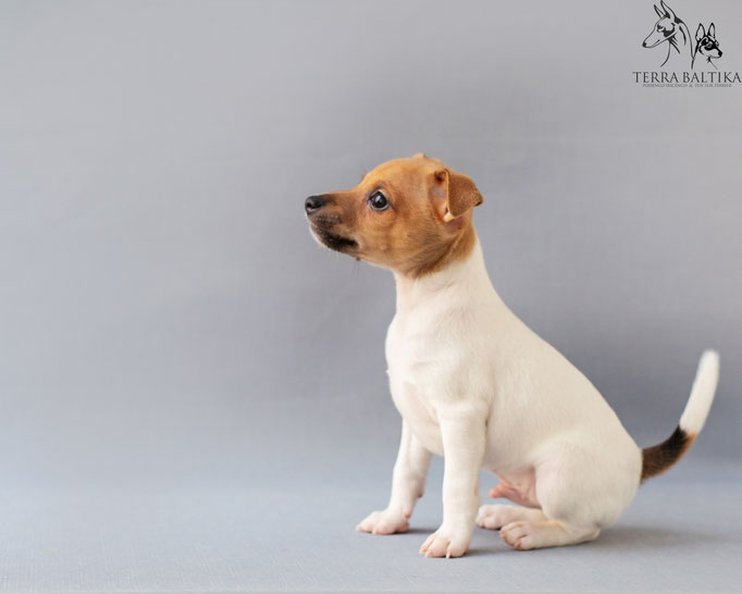 #тойфокстерьер #амертой #террабалтика #toyfoxterrier #terrabaltika #puppies #kennel