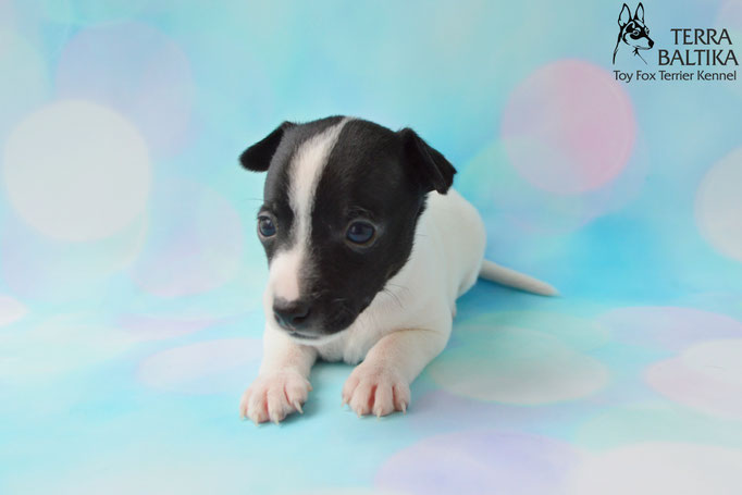#тойфокстерьер #амертой #террабалтика #toyfoxterrier #terrabaltika #puppies #kennel