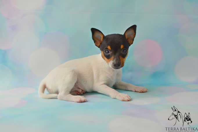 #тойфокстерьер #амертой #террабалтика #toyfoxterrier #terrabaltika #puppies #kennel