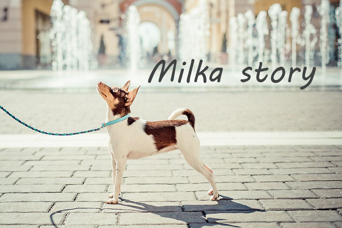 #тойфокстерьер #milkastory #милкастори
