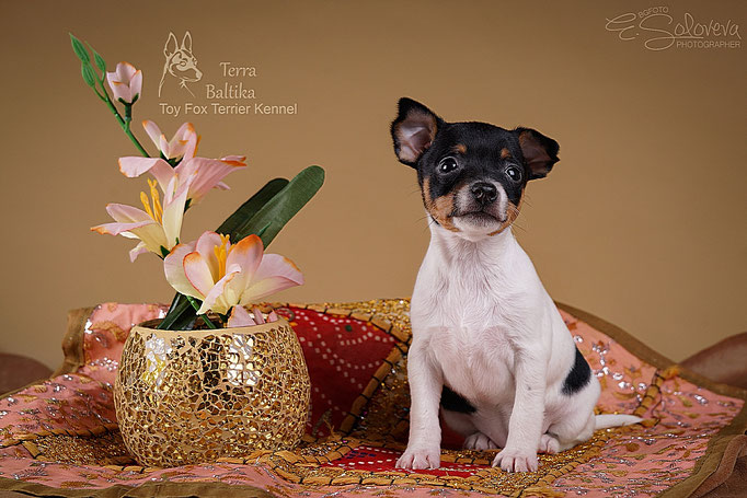 #тойфокстерьер #амертой #террабалтика #toyfoxterrier #terrabaltika #puppies #kennel