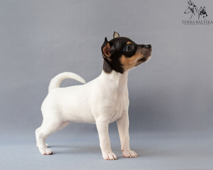 #тойфокстерьер #амертой #террабалтика #toyfoxterrier #terrabaltika #puppies #kennel