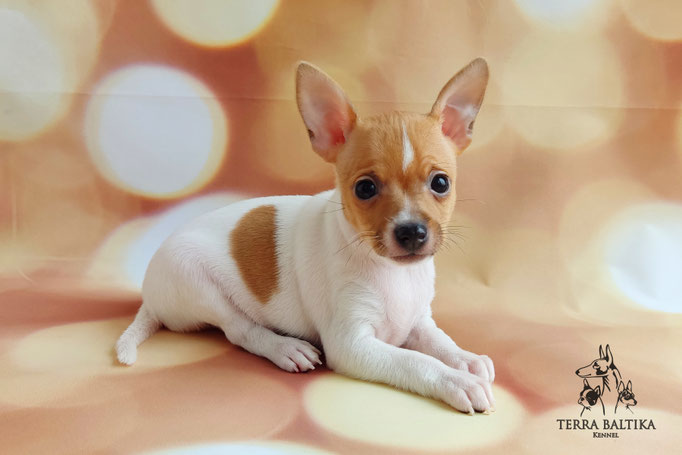 Той-фокстерьер, той-фокс, амертой, тфт, американский той-фокстерьер, Toy fox Terrier