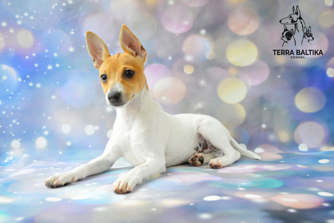 той-фокстерьер, той-фокс, амертой, американский той-фокстерьер, toy fox terrier, terra baltika, терра балтика