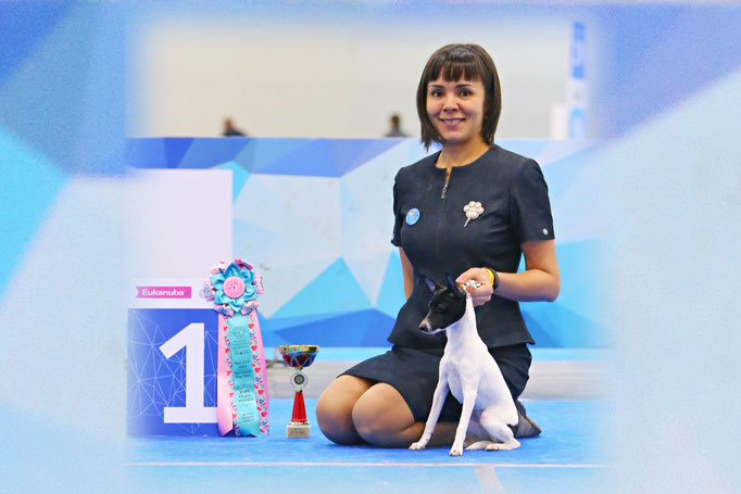 #тойфокстерьер #амертой #террабалтика #toyfoxterrier #terrabaltika #puppies #kennel