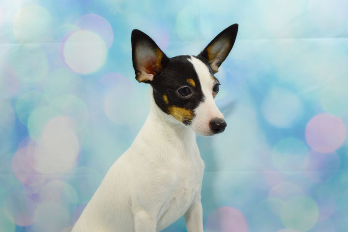 #тойфокстерьер #амертой #террабалтика #toyfoxterrier #terrabaltika #puppies #kennel