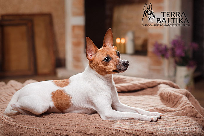 #тойфокстерьер #амертой #террабалтика #toyfoxterrier #terrabaltika #puppies #kennel