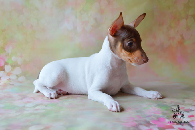 Той-фокстерьер, амертой, той-фокс, тфт, американский той-фокстерьер, Toy Fox Terrier, Terra Baltika, Терра Балтика, щенки той-фокстерьера, питомник той-фокстерьер