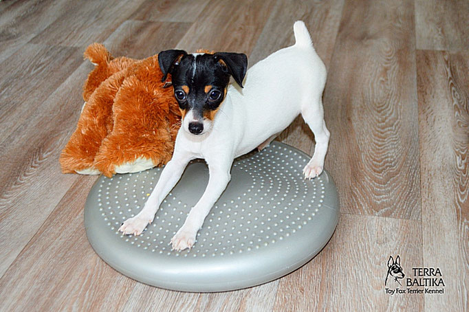 #тойфокстерьер #амертой #террабалтика #toyfoxterrier #terrabaltika #puppies #kennel