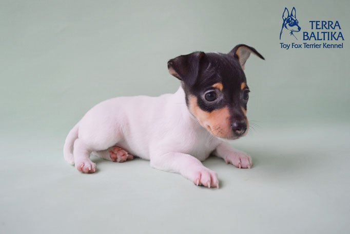 #тойфокстерьер #амертой #террабалтика #toyfoxterrier #terrabaltika #puppies #kennel #маленькаясобака #минипорода #маленькаяпородасобак #собачканамаленькихножках #американскийтойфокстерьер #тойфокс #americantoyfoxterrier