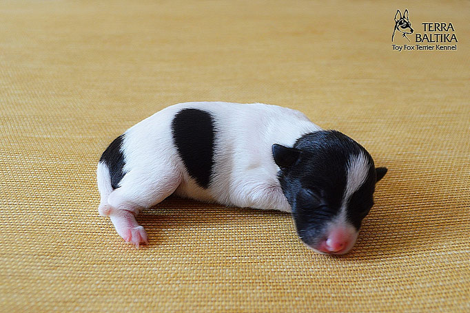 #тойфокстерьер #амертой #террабалтика #toyfoxterrier #terrabaltika #puppies #kennel