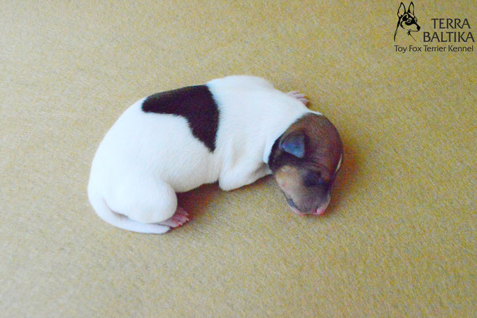 #тойфокстерьер #амертой #террабалтика #toyfoxterrier #terrabaltika #puppies #kennel #маленькаясобака #минипорода #маленькаяпородасобак #собачканамаленькихножках #американскийтойфокстерьер #тойфокс #americantoyfoxterrier