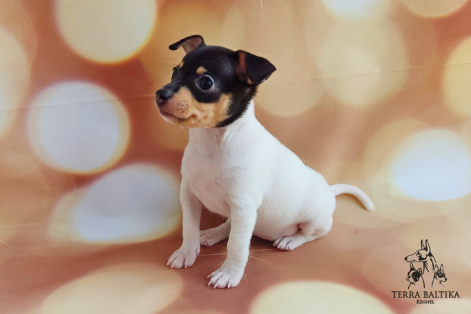 Той-фокстерьер, той-фокс, амертой, тфт, американский той-фокстерьер, Toy fox Terrier