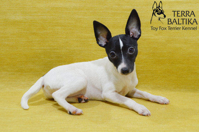#тойфокстерьер #амертой #террабалтика #toyfoxterrier #terrabaltika #puppies #kennel
