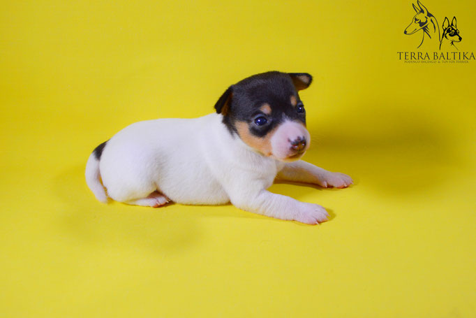#тойфокстерьер #амертой #террабалтика #toyfoxterrier #terrabaltika #puppies #kennel