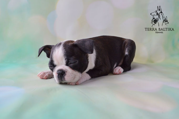 бостон терьер, бостонский терьер, boston terrier, бостон, щенки бостона, питомник бостонов