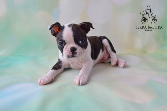 бостон терьер, бостонский терьер, boston terrier, бостон, щенки бостона, питомник бостонов