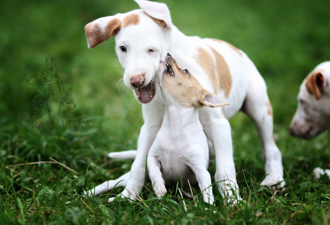 Поденко ибиценко, ибицкая борзая, ивисская борзая, ибизан, Podenco Ibicenco, Ibizan Hound, Terra Baltika, Терра Балтика