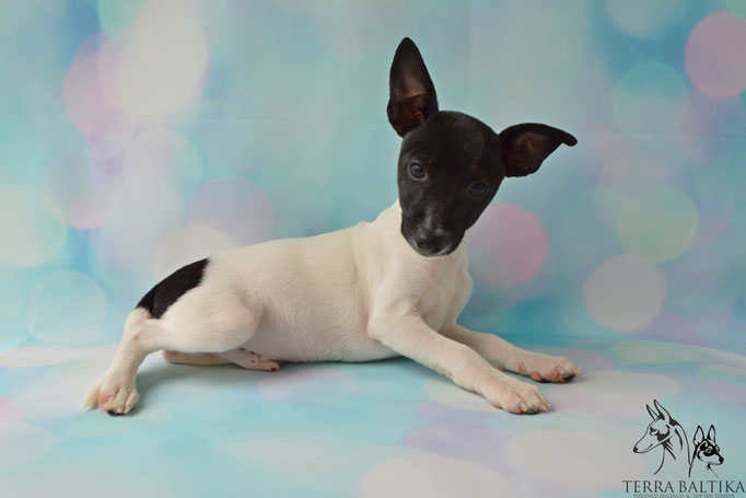 #тойфокстерьер #амертой #террабалтика #toyfoxterrier #terrabaltika #puppies #kennel