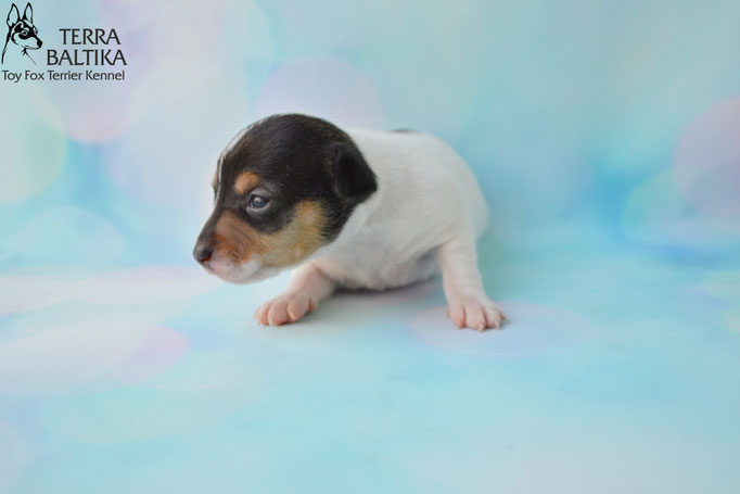 #тойфокстерьер #амертой #террабалтика #toyfoxterrier #terrabaltika #puppies #kennel
