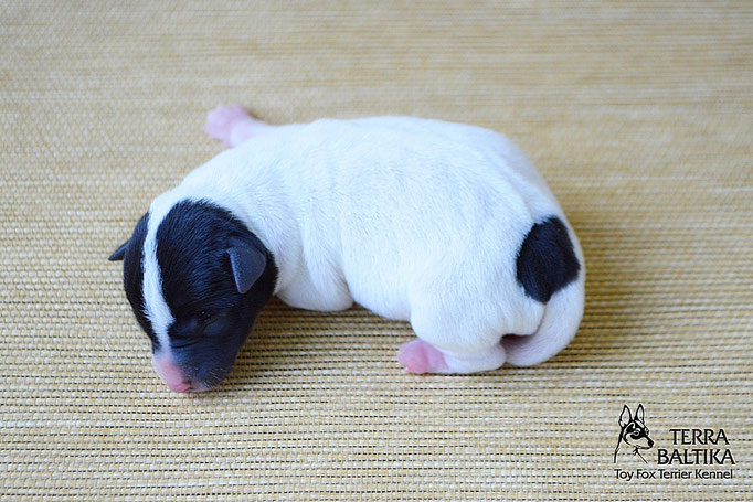 #тойфокстерьер #амертой #террабалтика #toyfoxterrier #terrabaltika #puppies #kennel