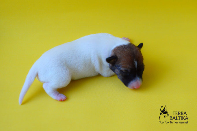 #тойфокстерьер #амертой #террабалтика #toyfoxterrier #terrabaltika #puppies #kennel