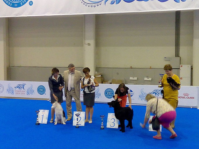 #тойфокстерьер #амертой #террабалтика #toyfoxterrier #terrabaltika #puppies #kennel